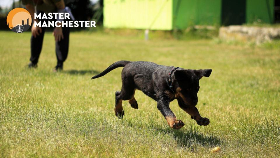 The 5 Best Dog Training Centres in Manchester